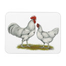 Search for egg magnets Rooster