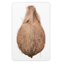 Search for coconut magnets Fruit