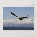 Search for eagle in flight postcards Bird