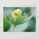 Search for durban postcards Botany