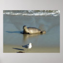 Search for la jolla posters California