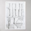 Search for skeleton anatomy posters Muscles