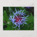 Search for cornflower postcards Garden