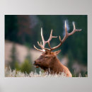 Search for rocky mountain national park posters Wildlife