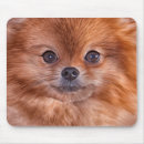 Search for pomeranian mouse mats Breed
