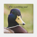Search for duck magnets Funny