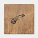 Search for owl ears magnets Short eared owl