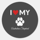 Search for australian shepherd stickers Pets