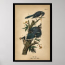 Search for corvidae posters Bird