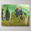 Search for sunflower seed posters Botanical