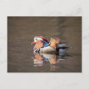 Search for mandarin postcards Nature