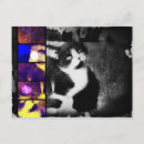 Search for tuxedo postcards White