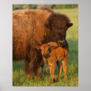 Search for american bison posters Animal