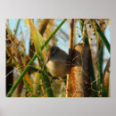 Search for wrens posters Marsh wren