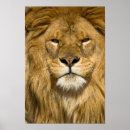 Search for barbary posters Animal