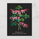 Search for bleeding postcards Floral