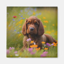 Search for cocker spaniel magnets Cute