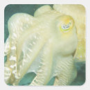 Search for cuttlefish stickers Ocean