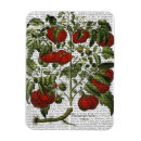 Search for tomatoes magnets Vegetable