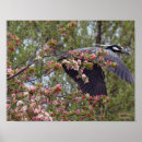 Search for crowned night heron art Bird