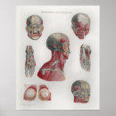 Search for face anatomy posters Head