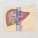 Search for procedures posters Connection