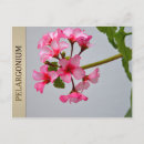 Search for floricultural Plants