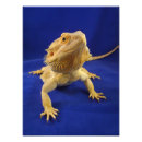 Search for dragon pet posters Animal
