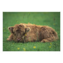 Search for hairy posters Highland