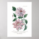 Search for clematis posters Vintage