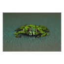 Search for toad photo posters Amphibian