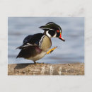 Search for dabbling postcards Aix sponsa