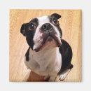 Search for bostons magnets Canine