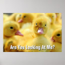 Search for little duck posters Animal