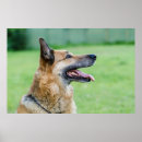 Search for profile art Pet