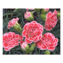 Search for carnations posters Photography