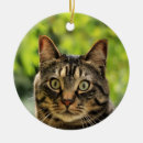 Search for brown tabby cat christmas tree decorations Pet