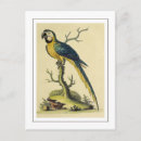 Search for vintage bird illustration postcards Wildlife