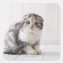 Search for flooring stickers Studio shot