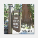 Search for big tree magnets Nature