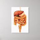 Search for digestive Gut
