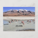 Search for flamingo postcards Photograph