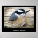 Search for sitta Nuthatch