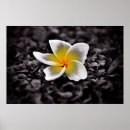 Search for frangipani posters Hawaii