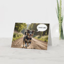 Search for smells cards Dog