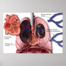 Search for artery Ventricle