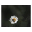 Search for asterism posters Summer