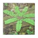 Search for fern tiles Woods