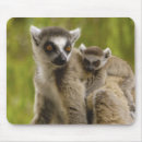 Search for ring tailed mouse mats Africa