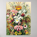 Search for ernst haeckel posters Flowers